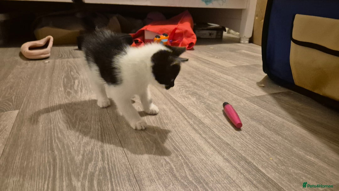 Mixed Breed cats for sale: 2 female kittens available and ready to leave  - Advert 9