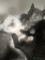 Mixed Breed cats - Advert 12