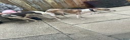 Whippet dogs for sale: KC WHIPPET FOR SALE AGE 2 - Advert 9