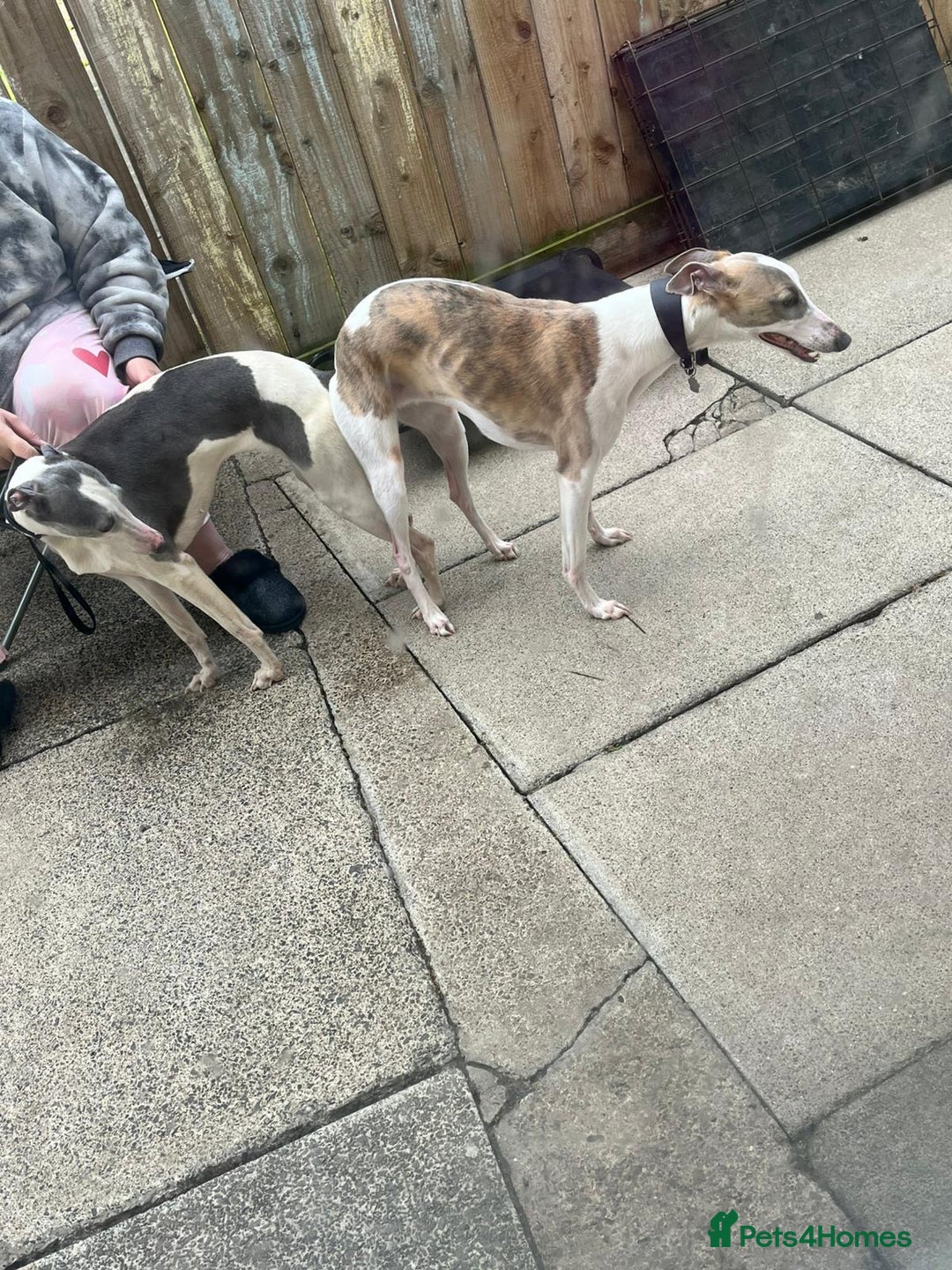 Whippet dogs for sale: KC WHIPPET FOR SALE AGE 2 - Advert 9