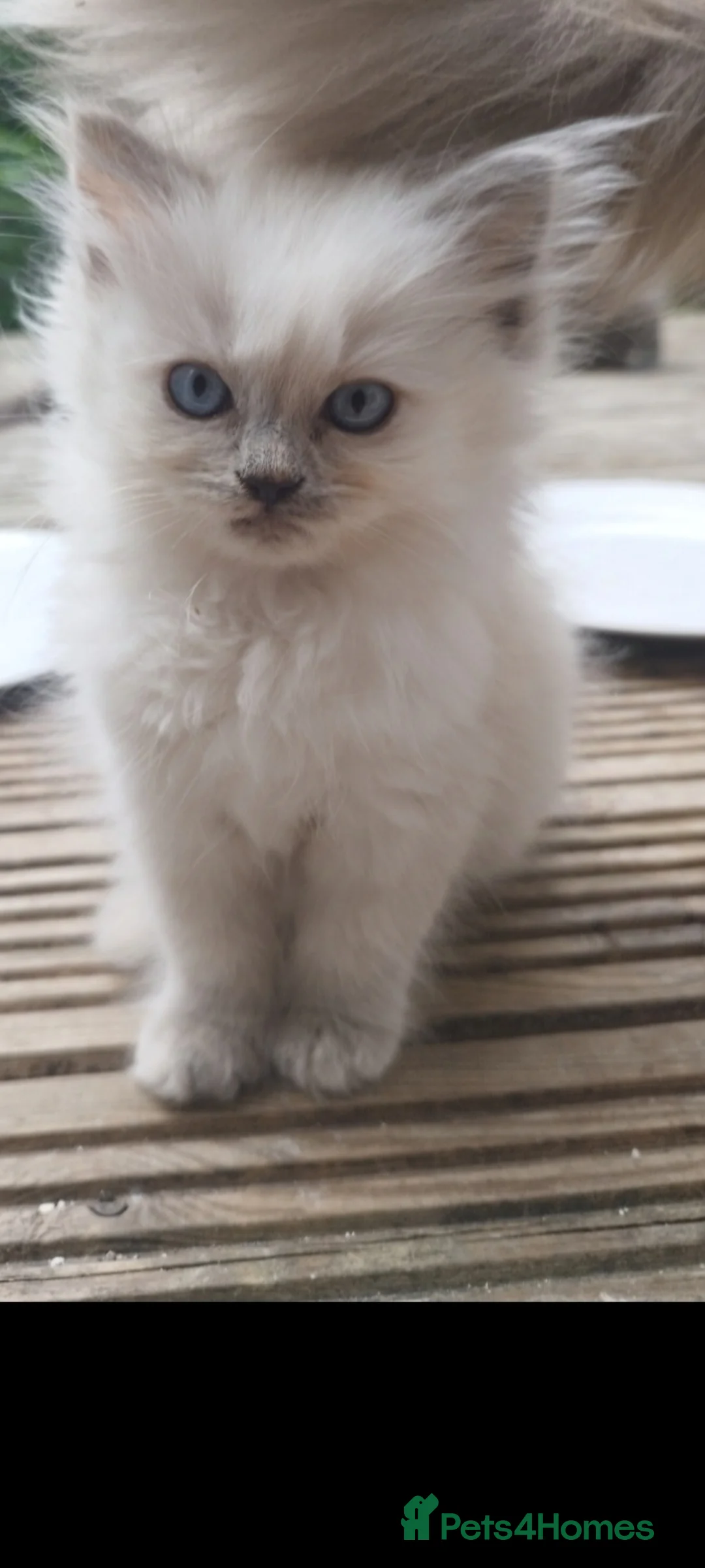 Ragdoll cats for sale: Ragdoll kittens  in London - Advert 2