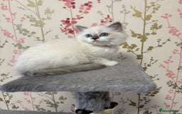 Ragdoll cats for sale: RAGDOLL BLUEPOINT/BICOLOR FOR SALE!!! - Image 8