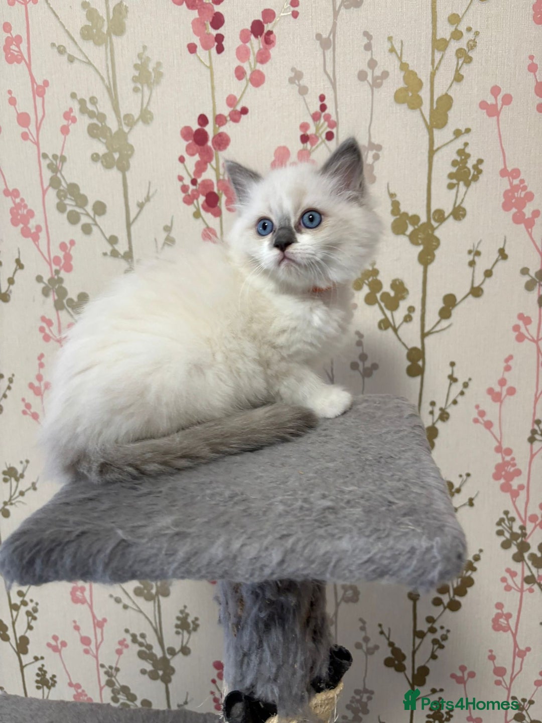 Ragdoll cats for sale: RAGDOLL BLUEPOINT/BICOLOR FOR SALE!!! - Image 8