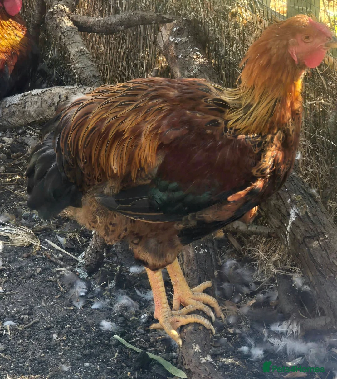 Chickens poultry for sale: 3 Cockerels – Maran, Legbar & Wyandotte – Free in Bicester - Advert 3