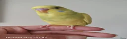 Budgerigars birds for sale: Beautiful Baby Budgies  - Advert 8