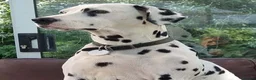 Dalmatian dogs for sale: 2 KC dogs and bitches looking for forever homes. - Advert 1