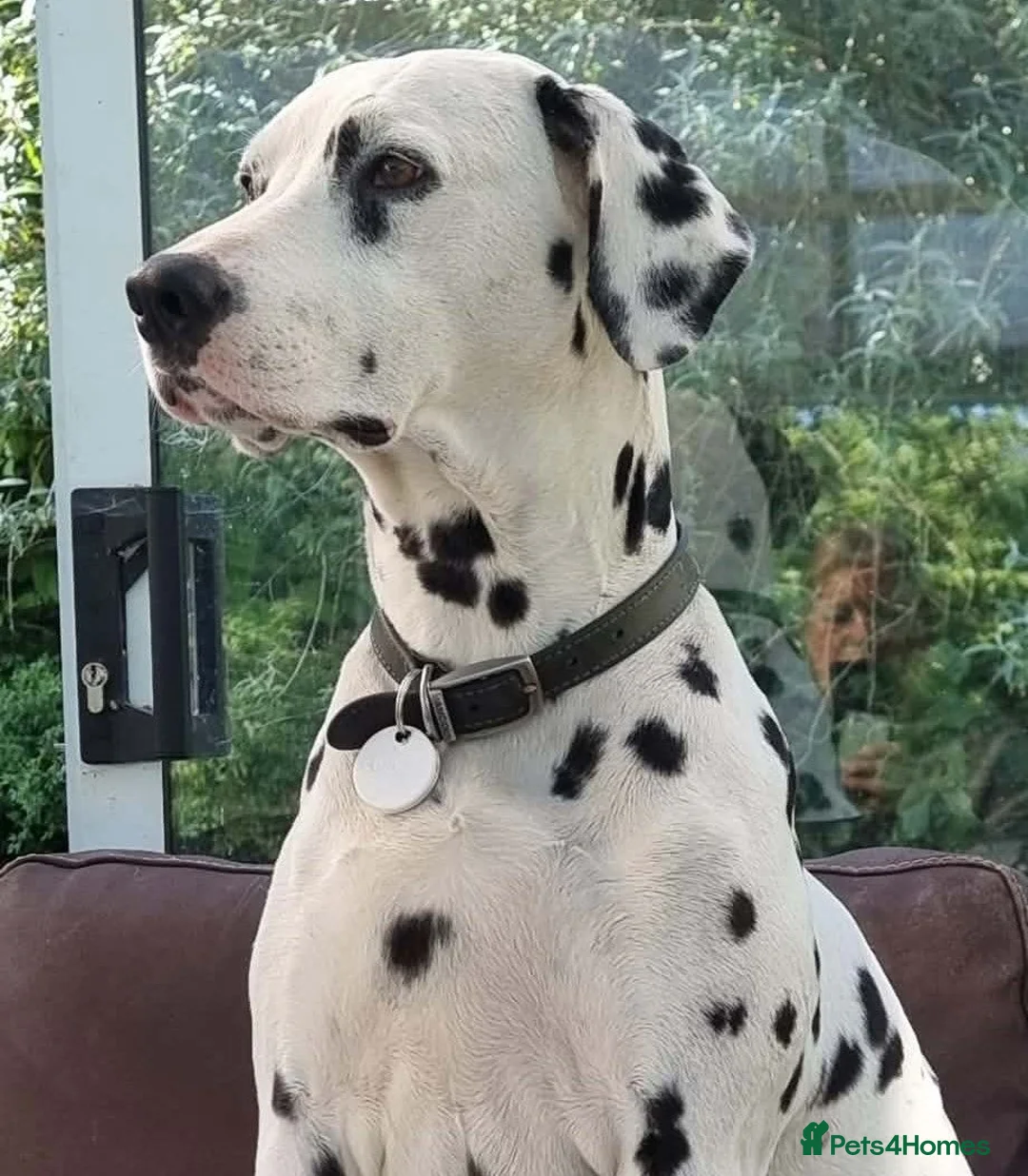 Dalmatian dogs for sale: 2 KC dogs and bitches looking for forever homes. - Advert 1