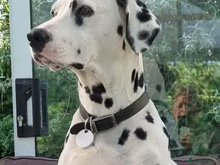 Dalmatian dogs 2 KC dogs and bitches looking for forever homes. - Advert 6