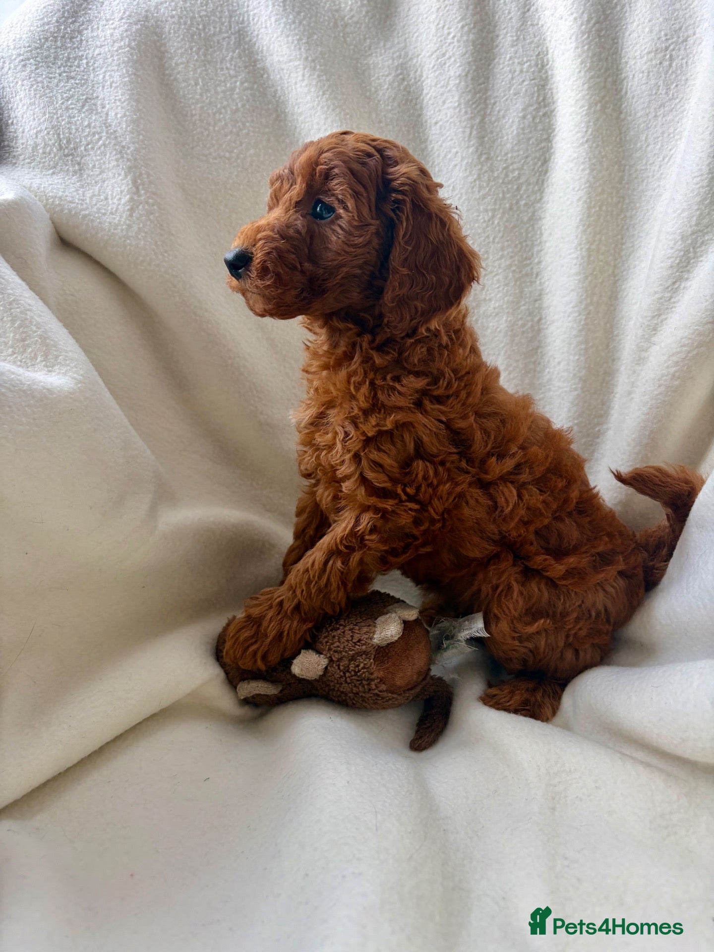 Miniature Poodle dogs Beautiful Girl Looking for her Forever Home - Advert 7