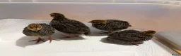 Quail poultry for sale: Unsexed 4x Quail Chicks 2 weeks old - Advert 8