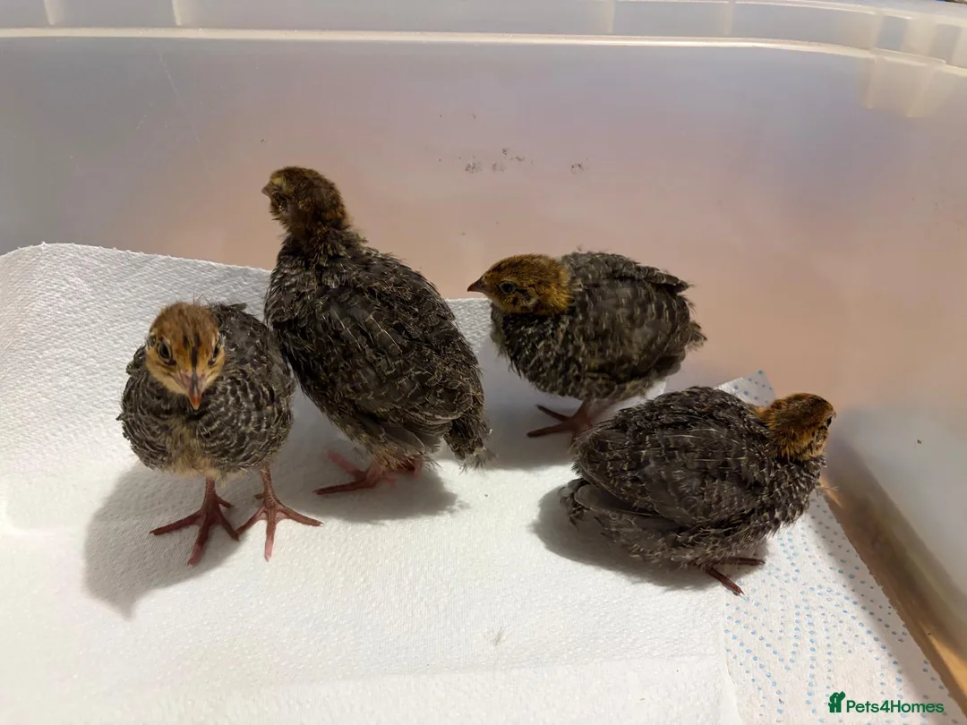 Quail poultry for sale: Unsexed 4x Quail Chicks 2 weeks old - Advert 8
