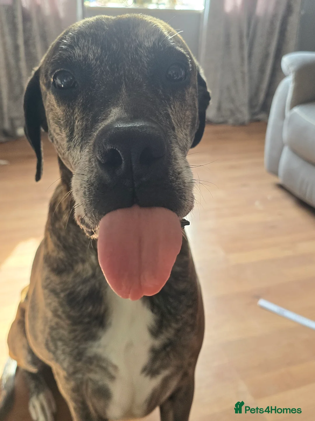 Mixed Breed dogs for stud: Simba in Westerham - Advert 2