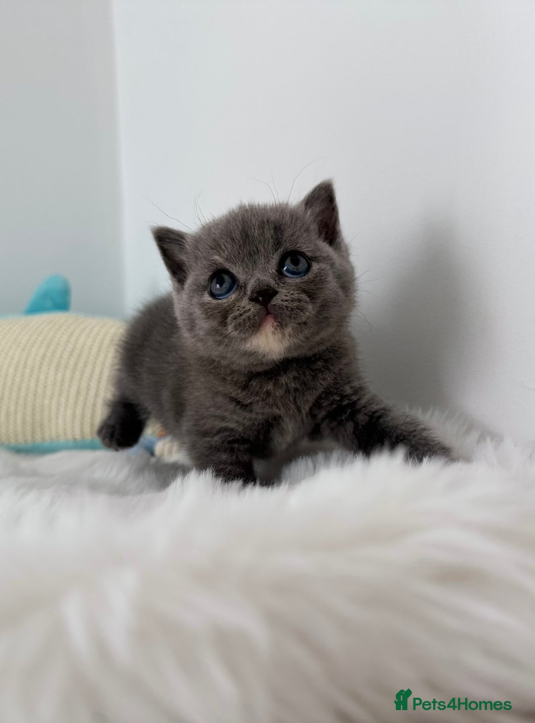British Shorthair cats for sale: GCCF registered blue tortoise female kitten - Image 4