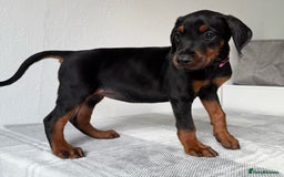 Dobermann dogs for sale: European Doberman Puppies - Champion Bloodline - Image 17