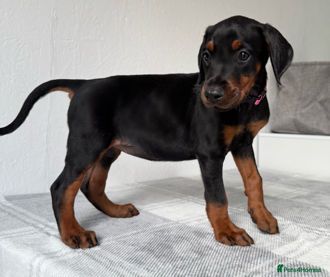 Dobermann dogs for sale: European Doberman Puppies - Champion Bloodline - Image 17