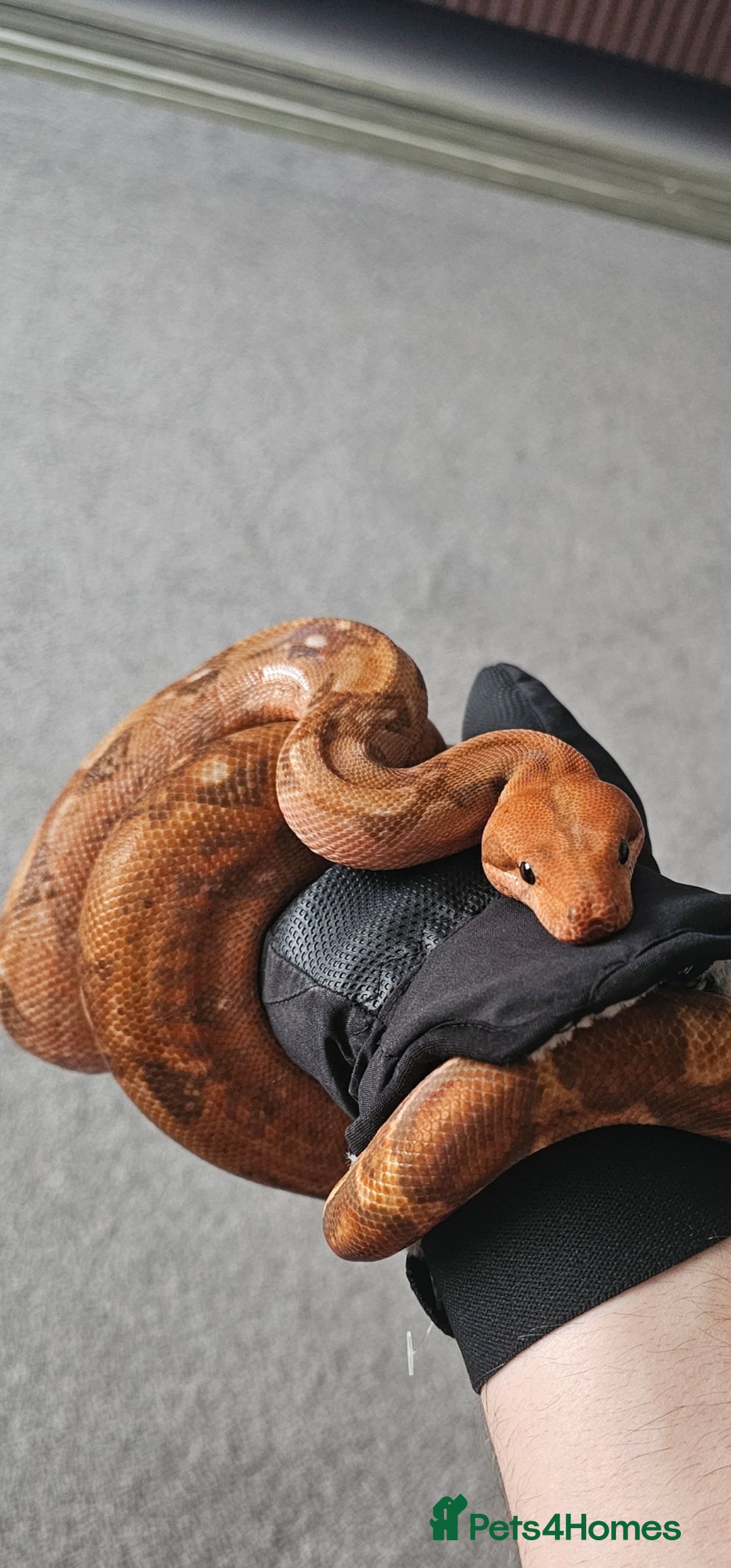 Boa Snake reptiles for sale: Phoenix CB boa constrictor and Setup - Advert 1