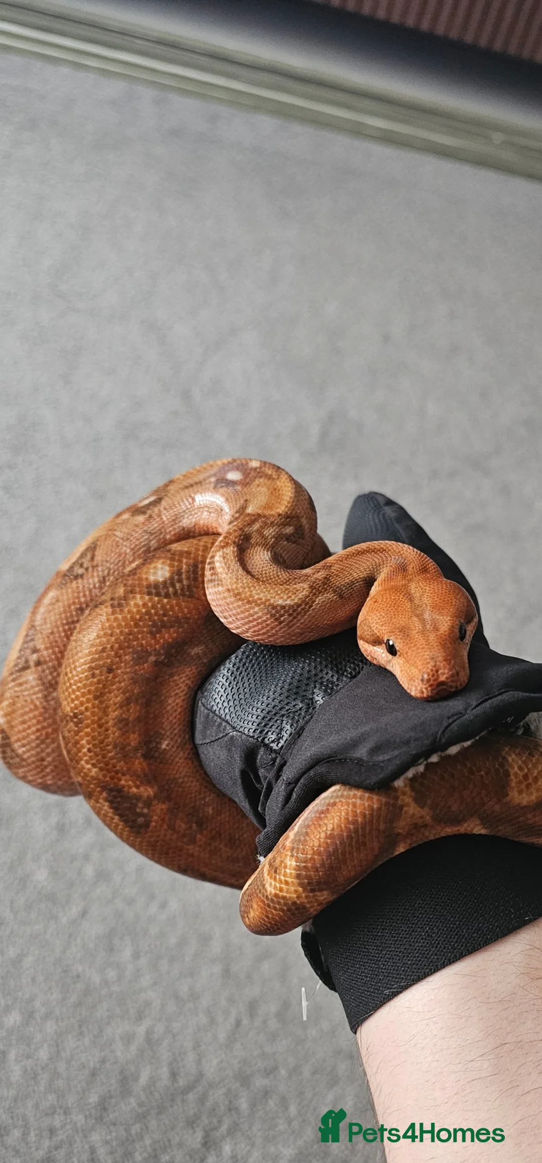 Boa Snake reptiles for sale: Phoenix CB boa constrictor and Setup - Advert 1
