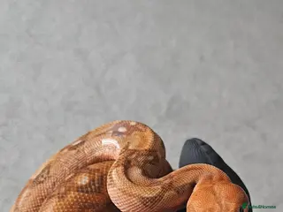 Boa Snake reptiles Phoenix CB boa constrictor and Setup - Advert 7