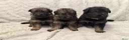 German Shepherd dogs for sale: 12 stunning German Shepard puppys  - Advert 1