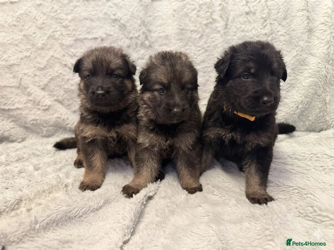 German Shepherd dogs for sale: 12 stunning German Shepard puppys  - Advert 1