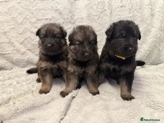 German Shepherd dogs 12 stunning German Shepard puppys - Advert 4