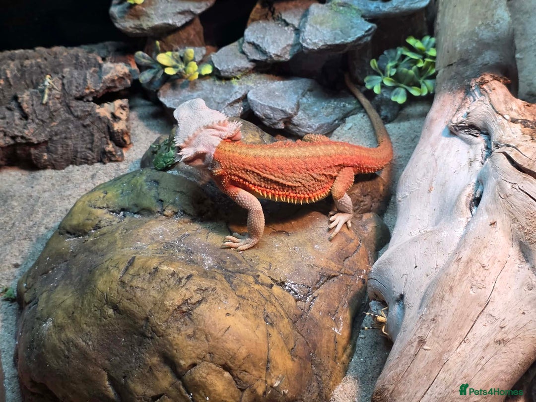 Bearded Dragon reptiles for sale: 5month bearded dragon  - Advert 3