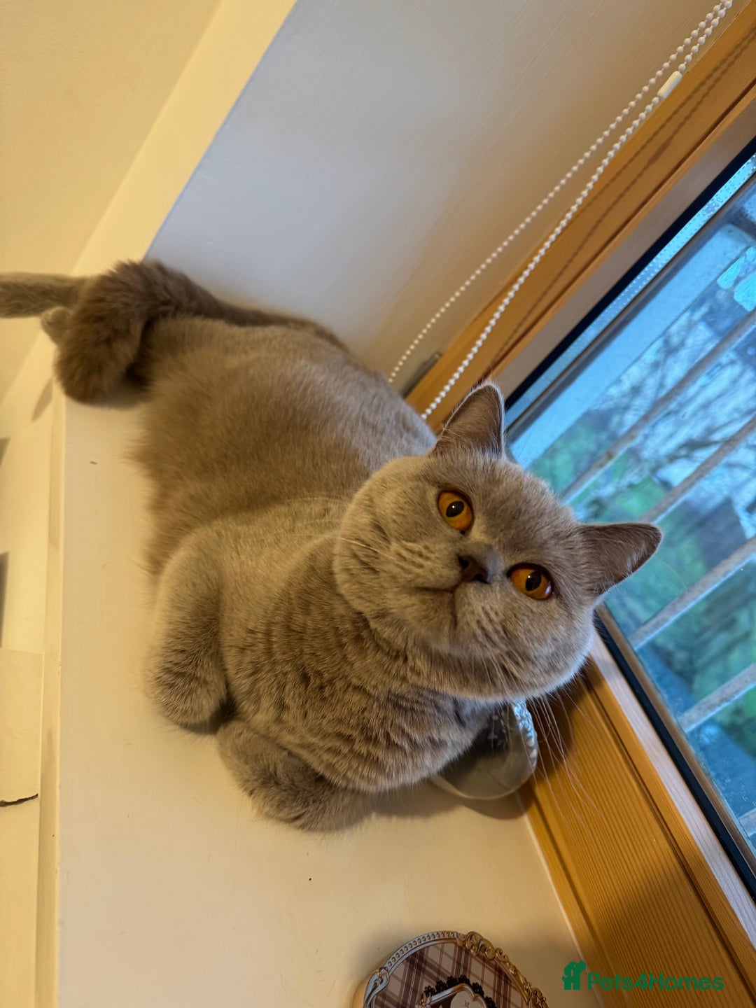 Mixed Breed cats for sale: Half blood British Shorthair Kittens - Advert 2