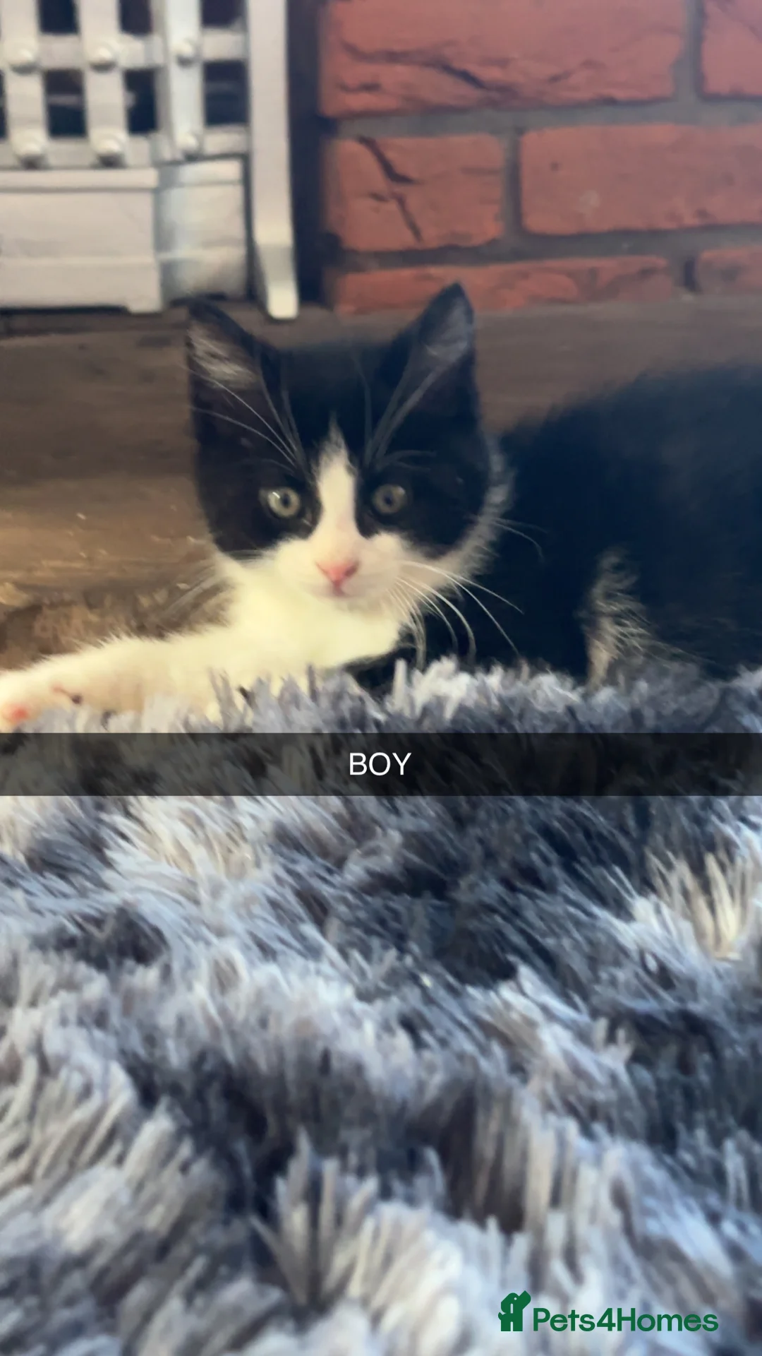 Mixed Breed cats for sale: Stunning kittens in Spalding - Advert 5
