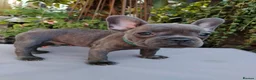 French Bulldog dogs for sale: 🐾 FRENCH BULLDOG PUPPIES | OUTSTANDING PEDIGREE • - Advert 33