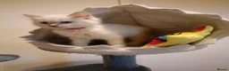 Ragdoll cats for sale: Ready now Rare active fawn point boy - Advert 5