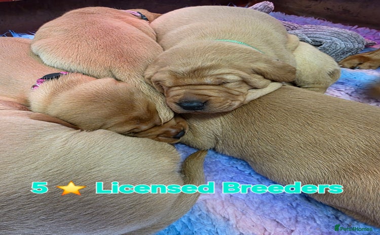 Labrador Retriever dogs Beautiful KC Fox Red Labradors  - Advert 15