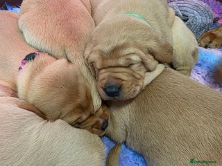 Labrador Retriever dogs Beautiful KC Fox Red Labradors - Advert 1