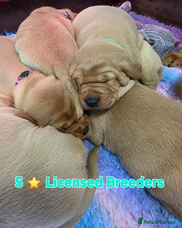 Labrador Retriever dogs Beautiful KC Fox Red Labradors - Advert 15