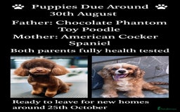Cockapoo dogs for sale: American unique Black & Tan Cockapoo Girl - Image 10