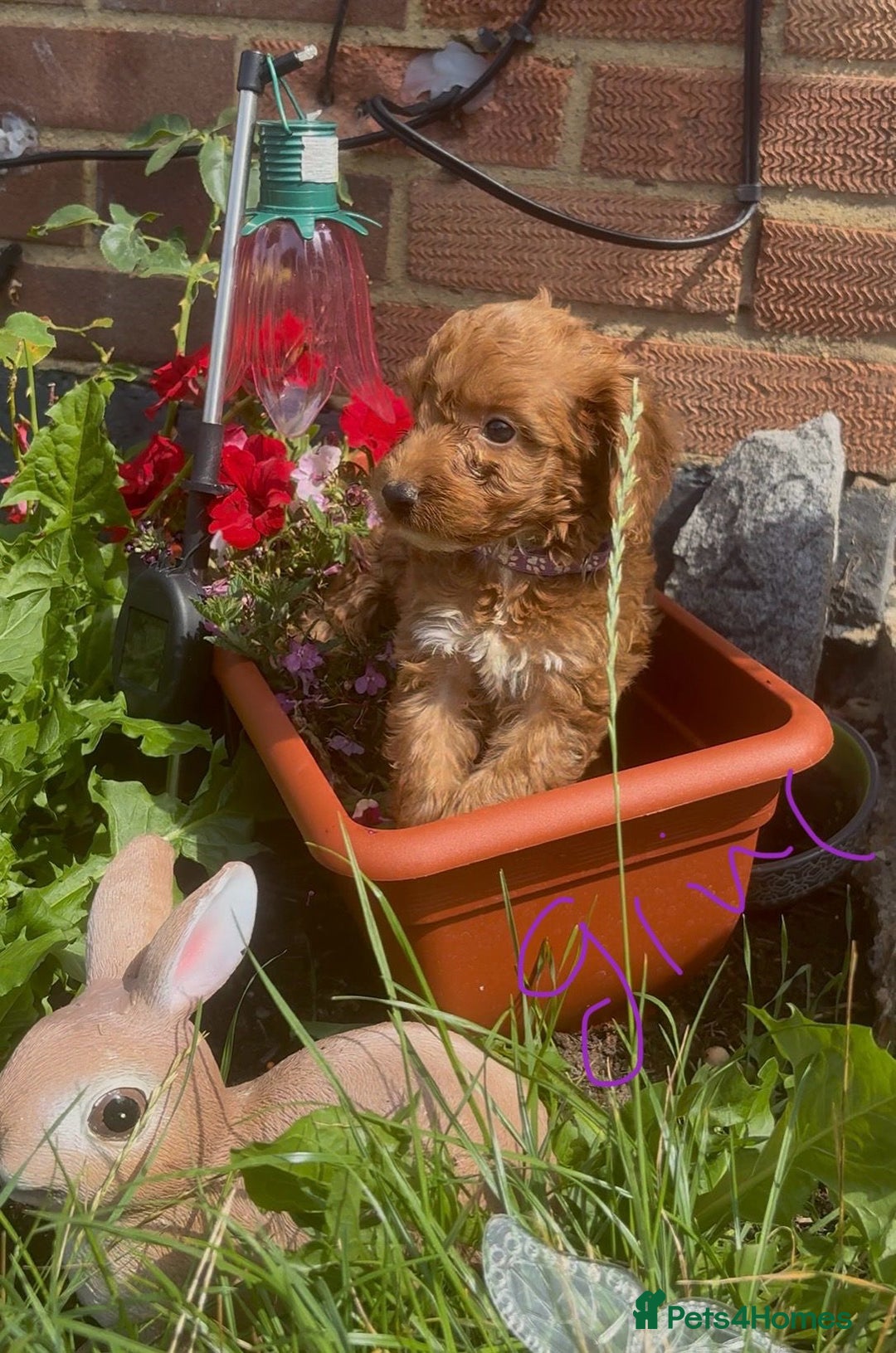 Cockapoo dogs for sale: Cockapoo  - Image 3