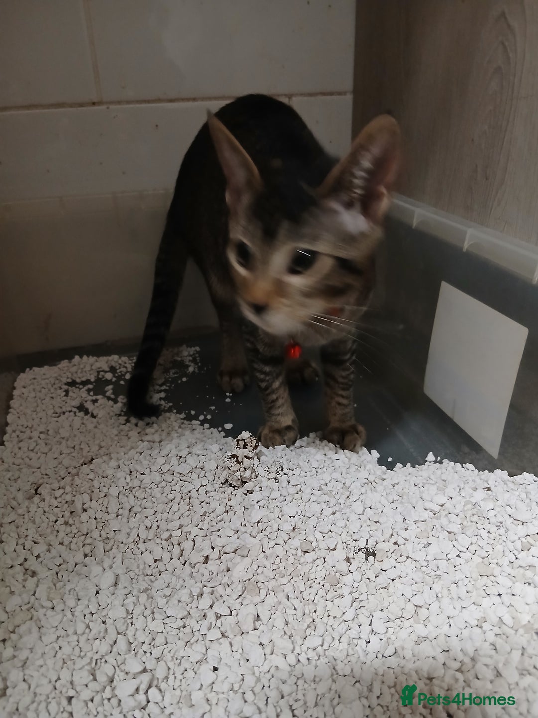 Oriental cats for sale: 1 girls  - Advert 7