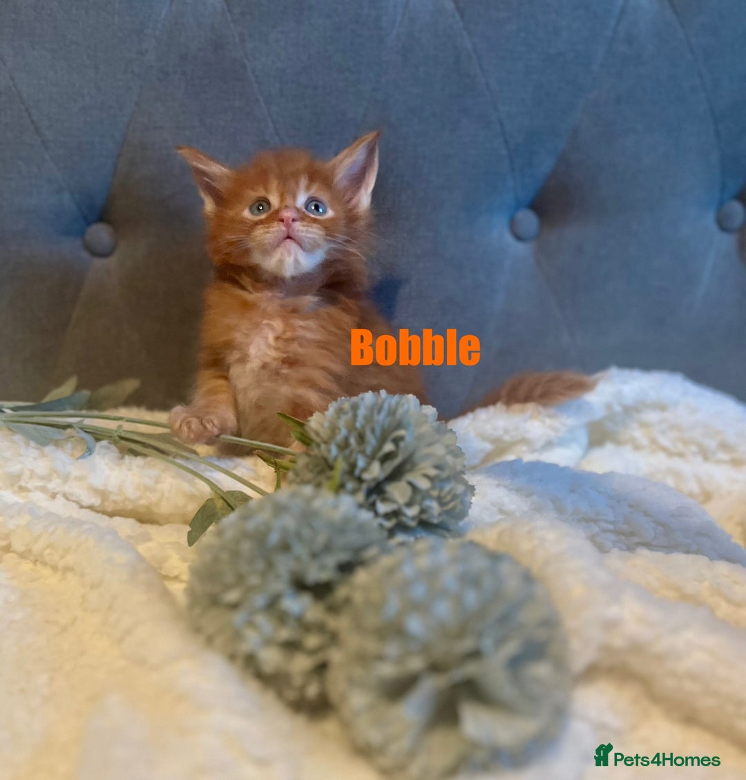 Maine Coon cats for sale: Stunning red tabby male TICA reg READY - Image 8