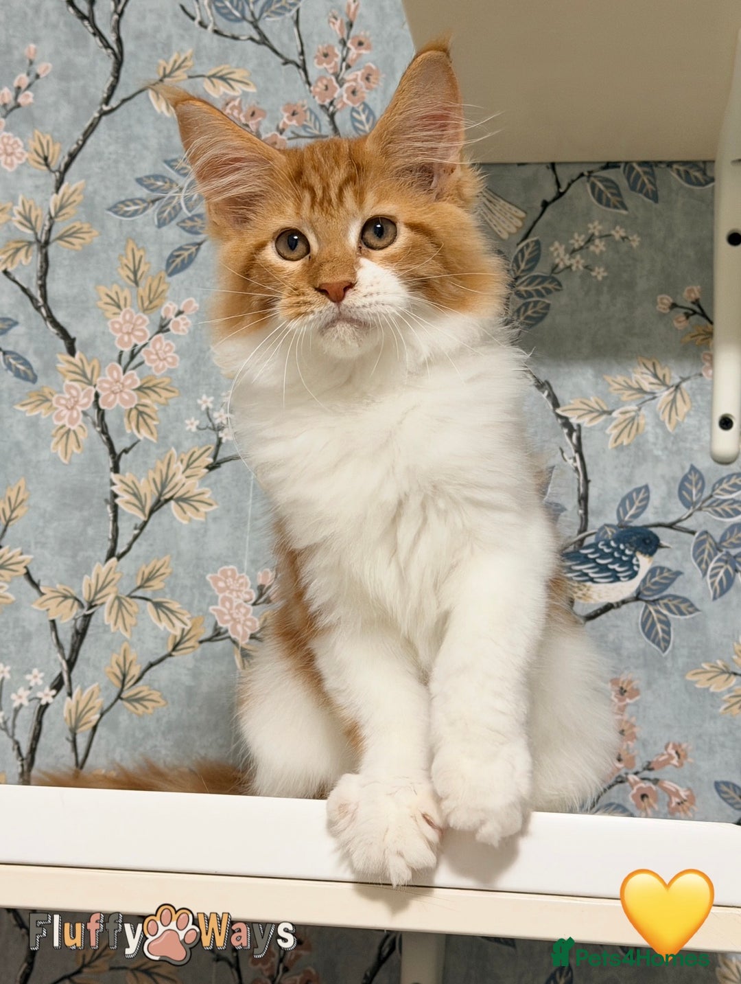 Maine Coon cats for sale: 🐾🦁 *TICA REG* GINGER MAINE COON KITTENS🦁🐾 - Image 5