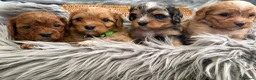 Cavapoo dogs for sale: EXCEPTIONAL EXTENSIVELY HEALTH TESTED BABIES - Advert 4