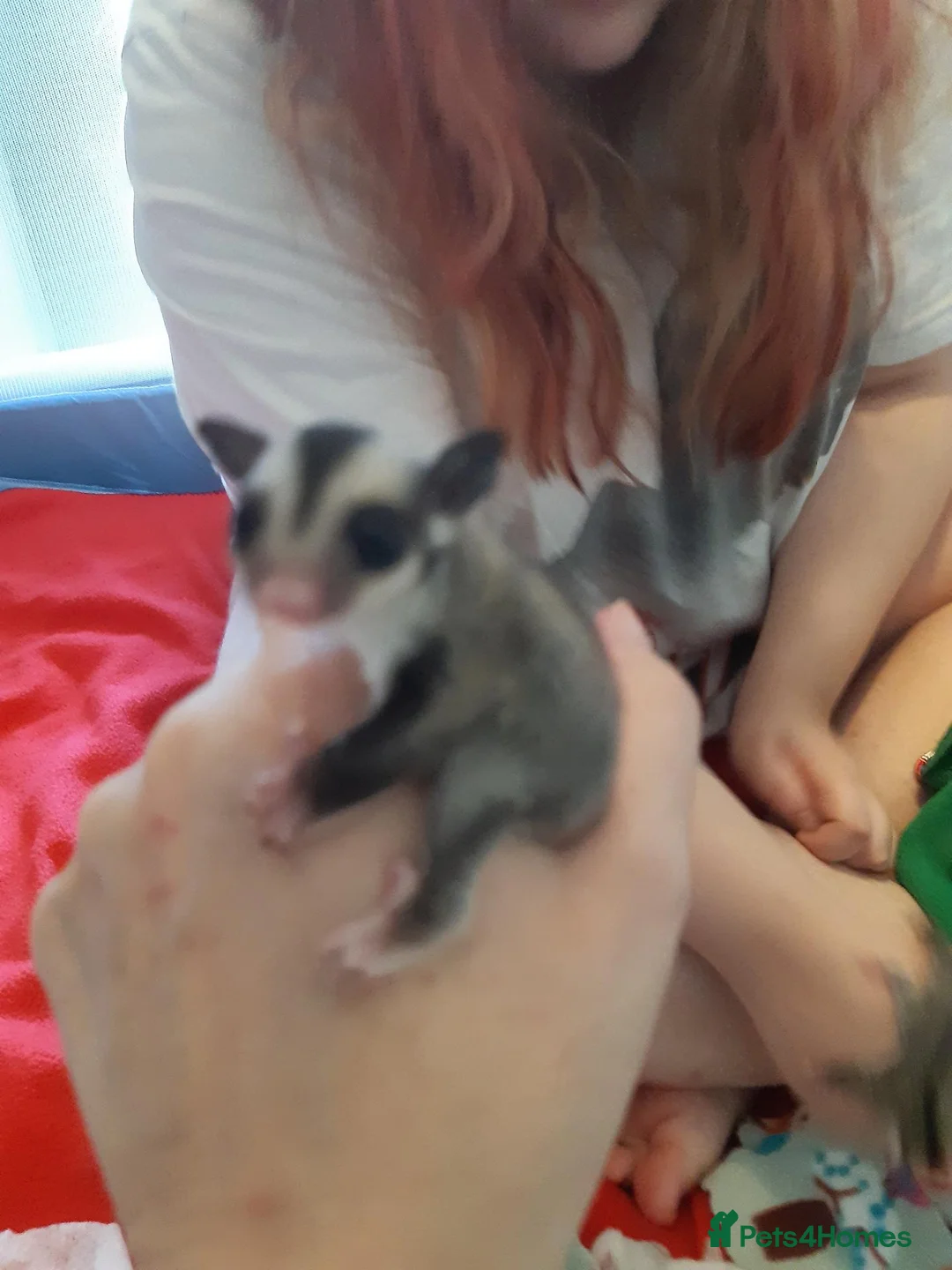 Sugar Glider rodents for sale: Rare mocistuc morph with lineage  - Advert 38