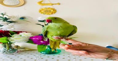 Ringnecks birds - Advert 15