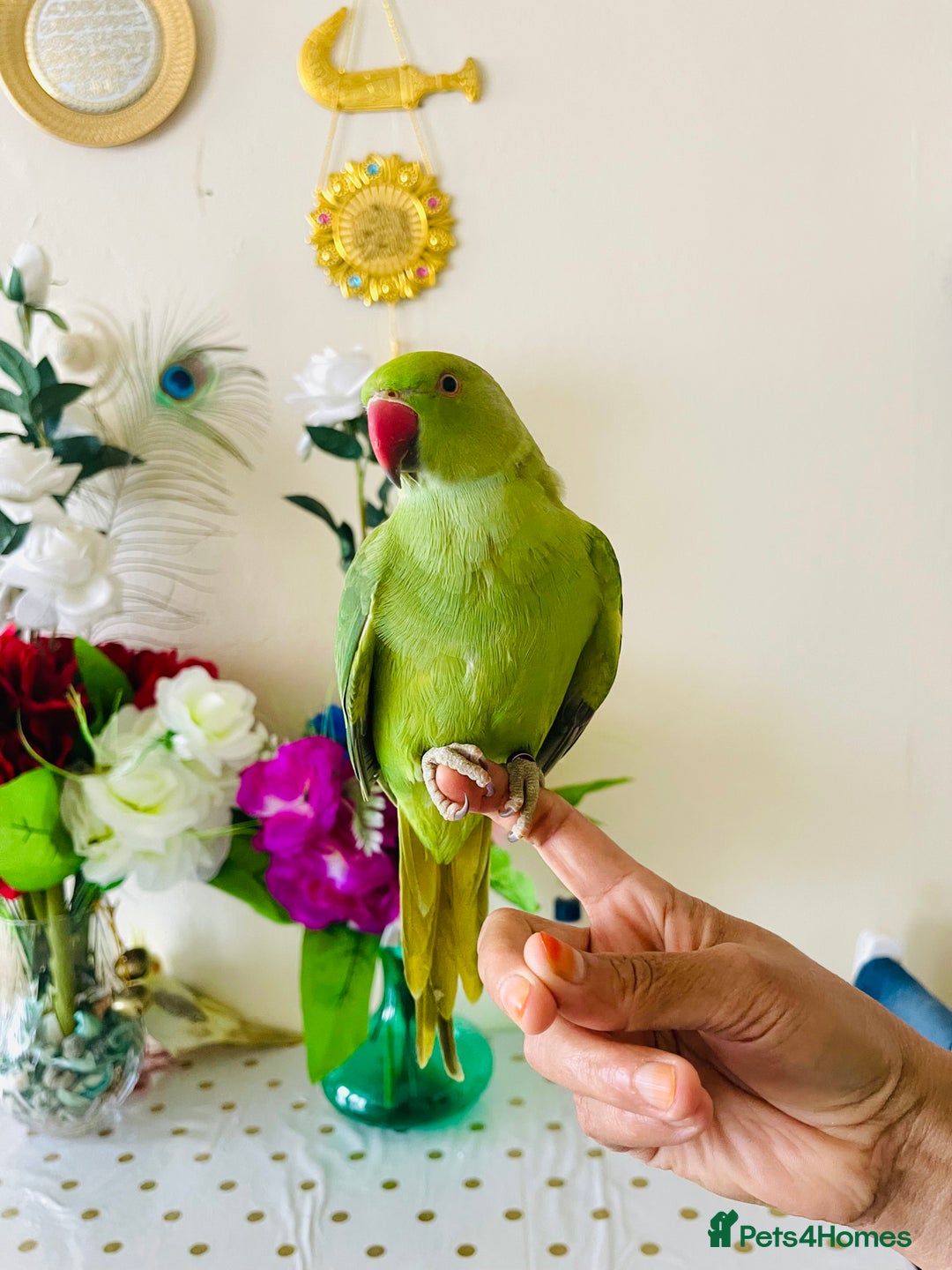 Ringnecks birds for sale: Hand Tamed/Untamed Gorgeous Ringneck for Sale - Image 2