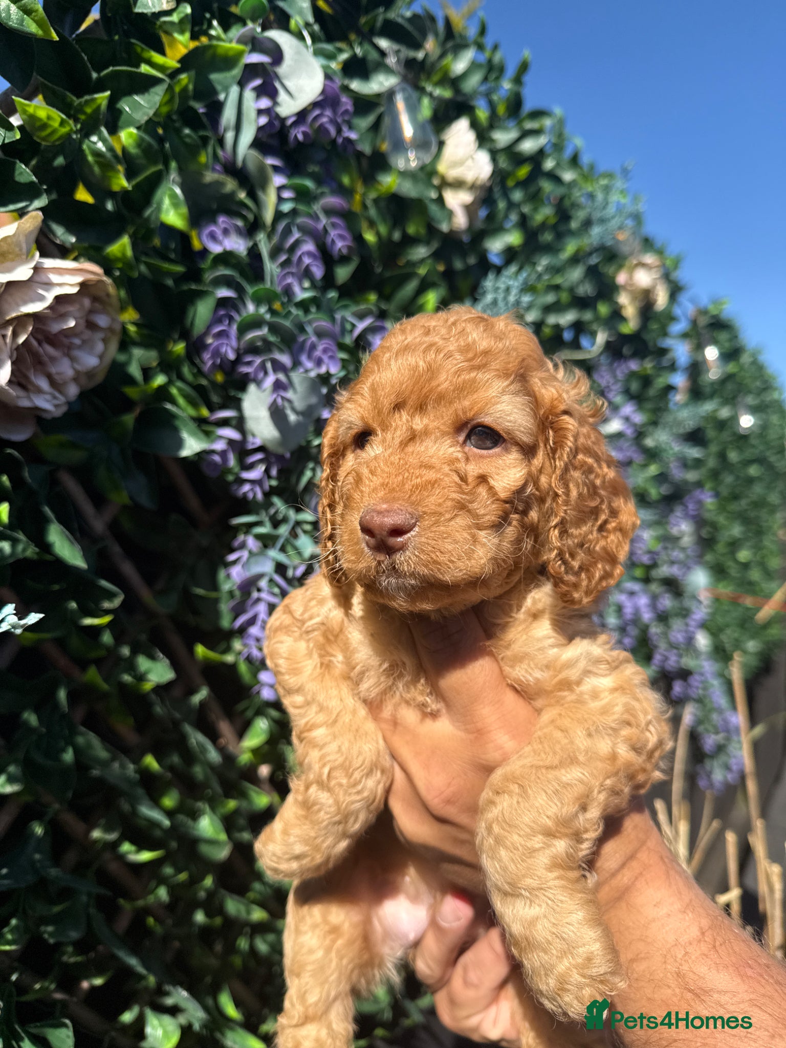 Cockapoo dogs F2 Cockapoo Puppies- Looking for Forever Homes! 🐾 - Advert 2