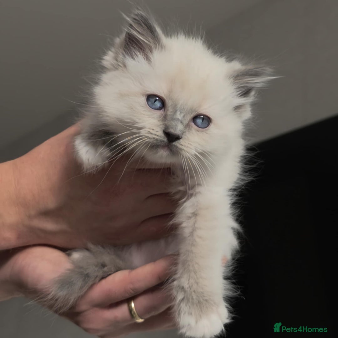 Ragdoll cats for sale: Ragdoll kittens ready to go! - Image 5
