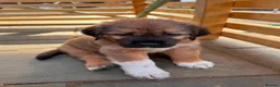 Saint Bernard dogs for sale: Giant Floof pups for sale - Advert 3