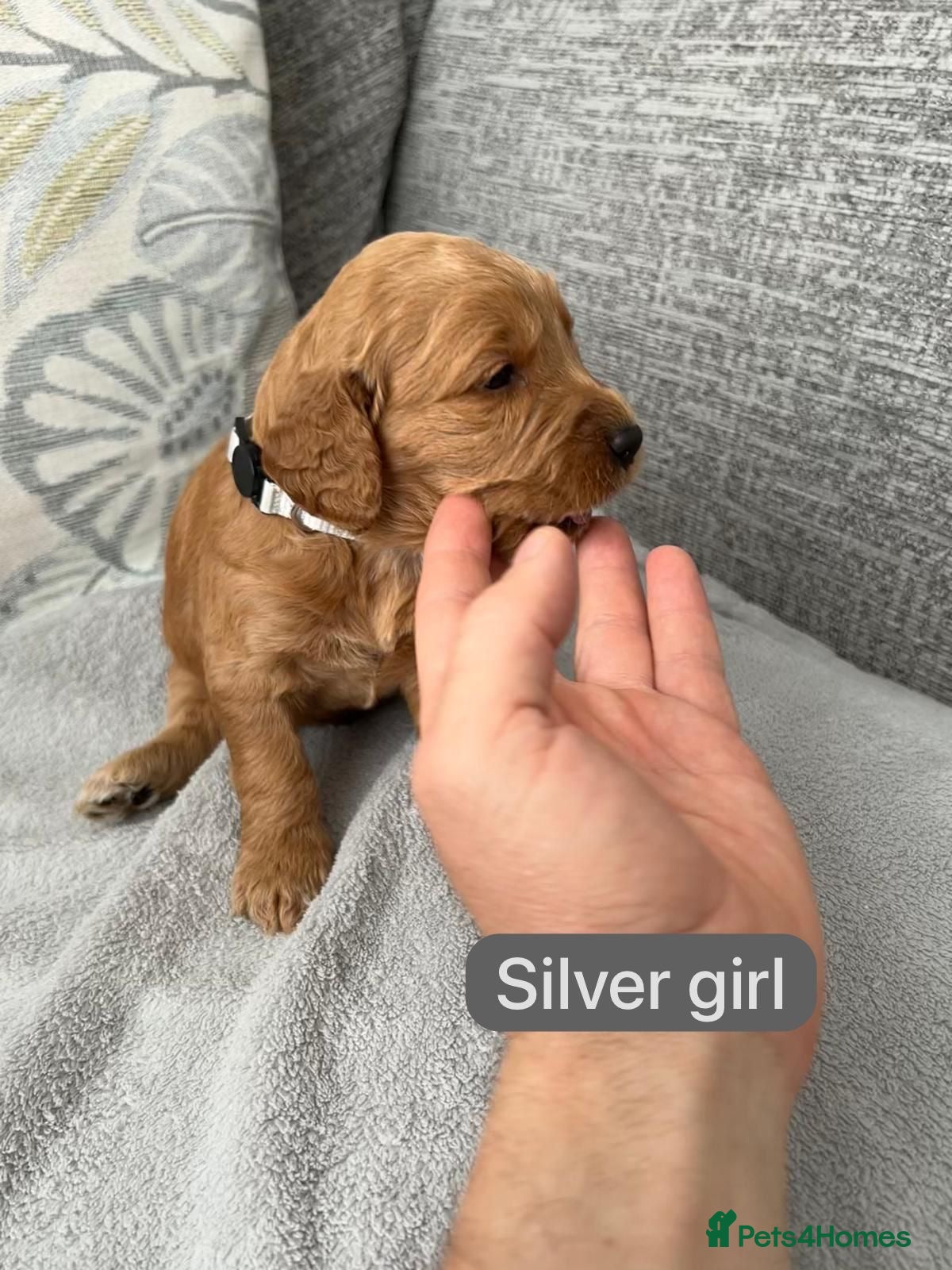 Cockapoo dogs Stunning F1 Cockapoo’s - Advert 2