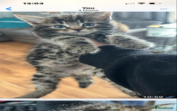 Mixed Breed cats for sale: Tabbie cross bengal - Image 1