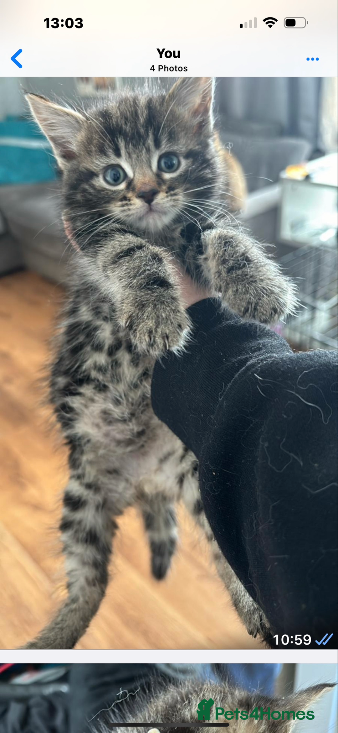 Mixed Breed cats for sale: Tabbie cross bengal - Image 1
