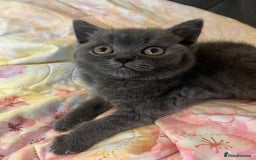 British Shorthair cats for sale: Male British shorthair kitten  - Image 7