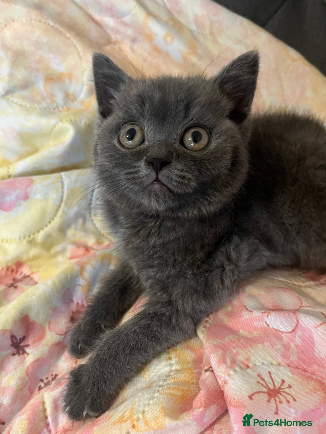 British Shorthair cats for sale: Male British shorthair kitten  - Image 7